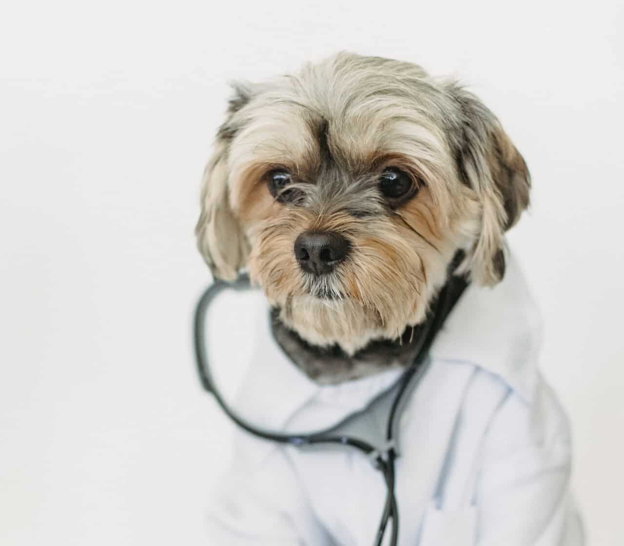 RE.DOCTOR Diagnostyka fotopletyzmograficzna zwierząt domowych